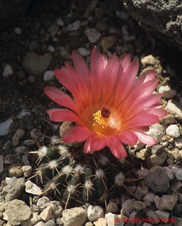 Notocactus cv. submammullosus (rot) 